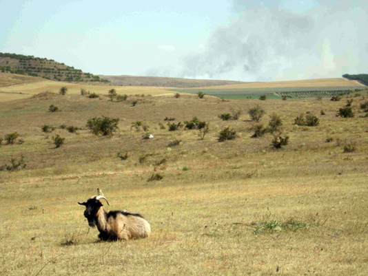 gal1-03as2007